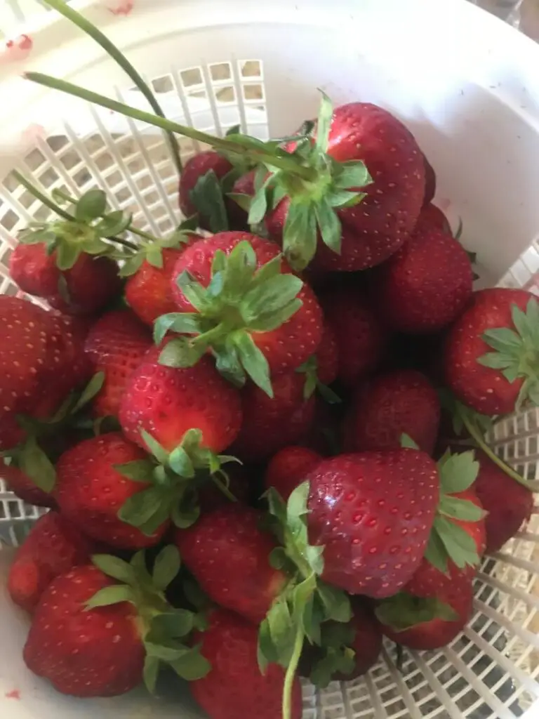 Strawberry picking is a fun activity you, your family, and your friends will definitely enjoy! Your freshly picked strawberries will be jam-packed with flavor and will make your strawberry-related recipes better and yummier!